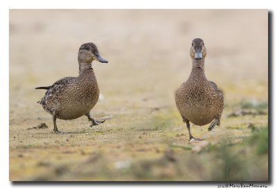 Wintertaling - Eurasian Teal 2016