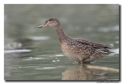 Wintertaling - Eurasian Teal 2016