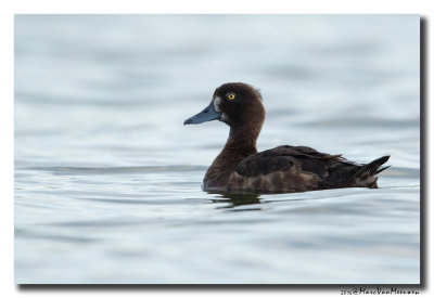 Kuifeend - Tufted Duck 2016