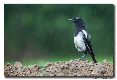 Ekster - Magpie 20160729