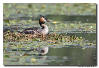 Fuut - Great Crested Grebe 20160606