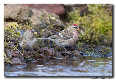 Barmsijs - Redpoll spec 20160229