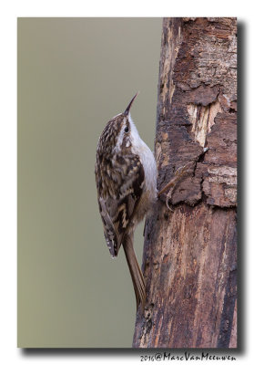 Boomkruiper - Short-toed Treecreeper 20160226