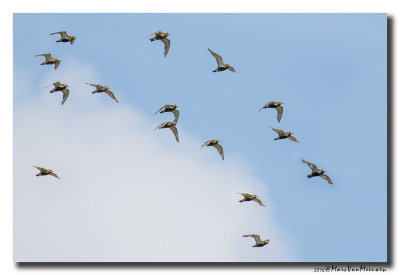 Goudplevier - Golden Plover 20160805