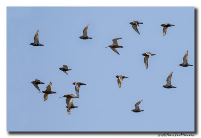 Goudplevier - Golden Plover 20160805
