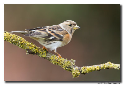 Keep - Brambling 20160225