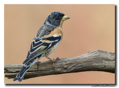 Keep - Brambling 20160312