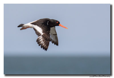Scholekster - Oystercatcher 20160805
