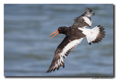 Scholekster - Oystercatcher 20160805