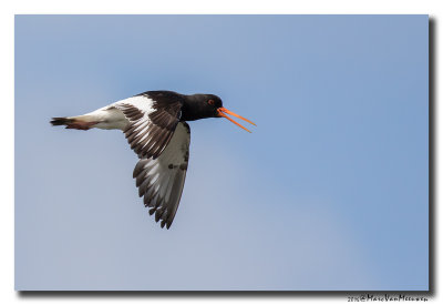 Scholekster - Oystercatcher 20160805