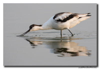 Kluut- Pied Avocet 2016