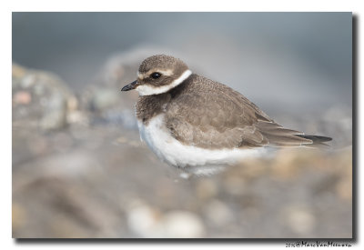 Bontbekplevier - Little Ringed Plover 2016