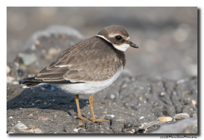 Bontbekplevier - Little Ringed Plover 2016