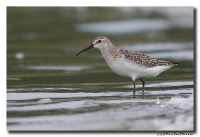 Krombekstrandloper - Curlew Sandpiper 2016