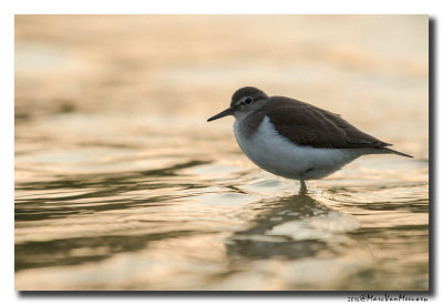 Oeverloper - Sandpiper 2016