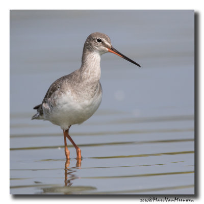 Zwarte Ruiter - Spotted Redshank