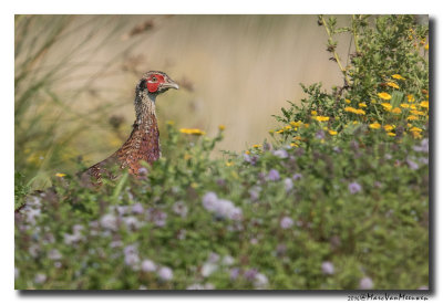 Fazant - Pheasant 2016