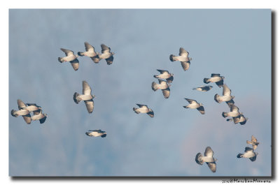 Holenduif - Stock Dove 2016