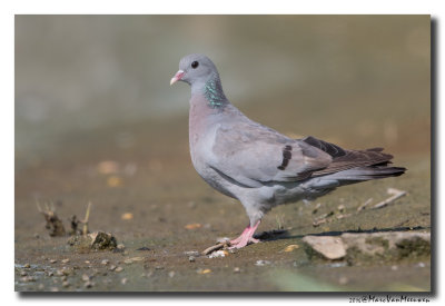 Holenduif - Stock Dove 2016