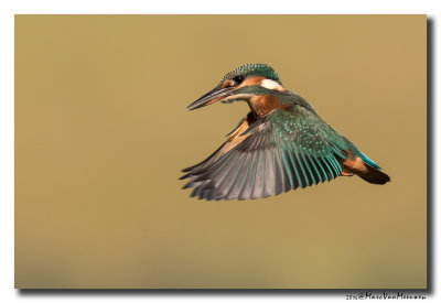 Ijsvogel - Kingfisher 2016