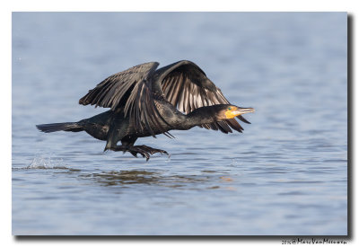 Aalscholver - Great Cormorant 2016