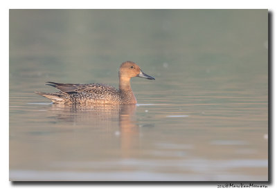 Pijlstaart - Northern Pintail 2016