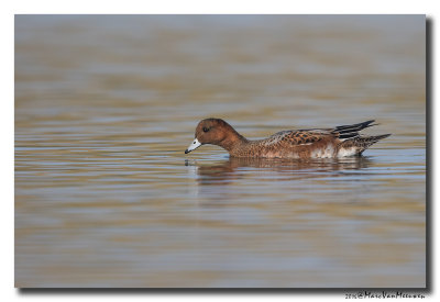 Smient - Wigeon 2016