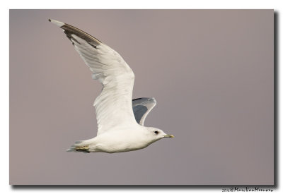 Stormmeeuw - Mew Gull 2016