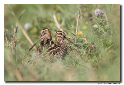 Watersnip - Snipe 2016