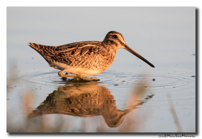 Watersnip - Snipe 2016