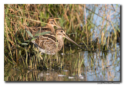 Watersnip - Snipe 2016