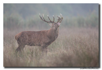 Edelhert - Red Deer 20161005