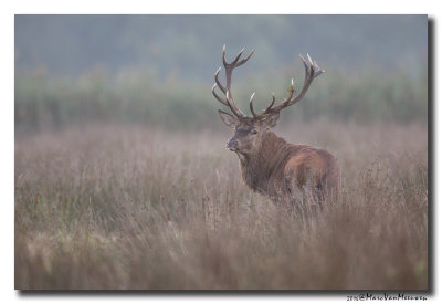 Edelhert - Red Deer 20161005