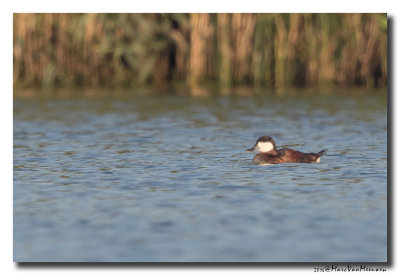 Rosse Stekelstaart - Ruddy Duck 2016 
