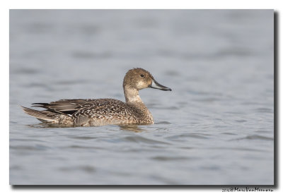 Pijlstaart - Northern Pintail 2016