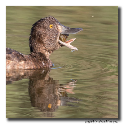 Kuifeend - Tufted Duck 2016