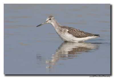 Groenpootruiter - Greenshank 2016