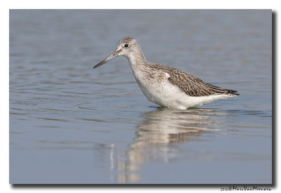 Groenpootruiter - Greenshank 2016