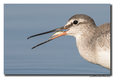 Zwarte Ruiter - Spotted Redshank 2016