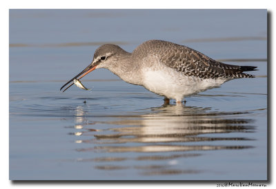 Zwarte Ruiter - Spotted Redshank 2016
