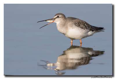 Zwarte Ruiter - Spotted Redshank 2016