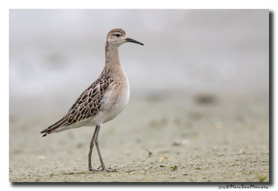 Kemphaan - Ruff 2016