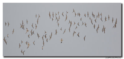 Bonte Strandloper - Dunlin 2016