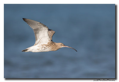 Wulp - Curlew 2016