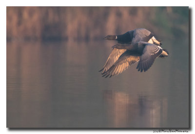 Rotgans - Dark-bellied Brent Goose 2016