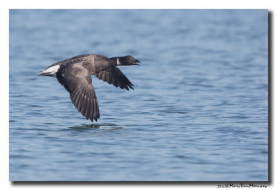 Rotgans - Dark-bellied Brent Goose 2016