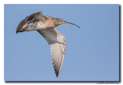 Wulp - Curlew 2016