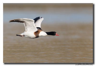 Bergeend - Shelduck 2016