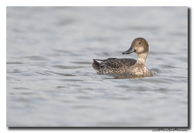 Pijlstaart - Northern Pintail 2016