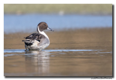 Pijlstaart - Northern Pintail 2016